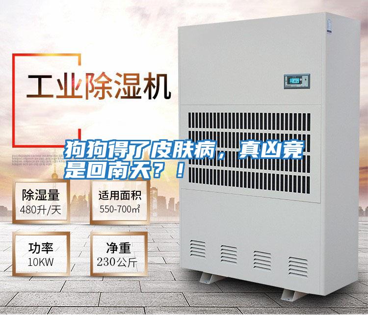 狗狗得了皮膚病，真兇竟是回南天？！
