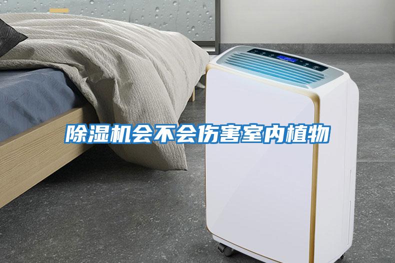 除濕機會(huì )不會(huì )傷害室內植物