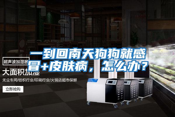 一到回南天狗狗就感冒+皮膚病，怎么辦？
