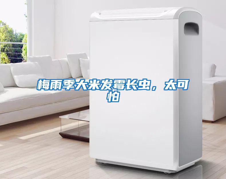 梅雨季大米發(fā)霉長(cháng)蟲(chóng)，太可怕