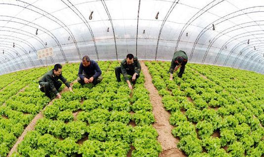 溫室大棚超聲波加濕器對農作物生長(cháng)的好處_重復