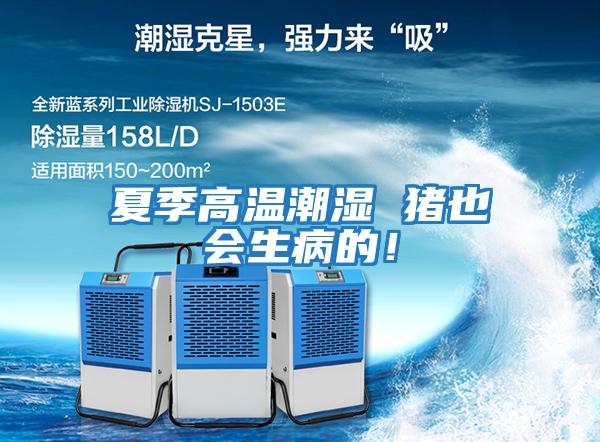 夏季高溫潮濕 豬也會(huì )生病的！