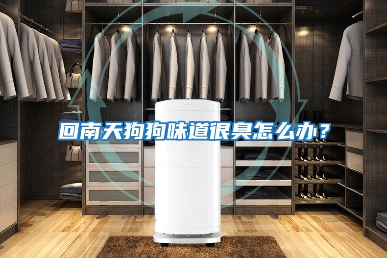 回南天狗狗味道很臭怎么辦？