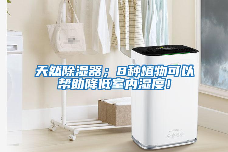 天然除濕器；8種植物可以幫助降低室內濕度！