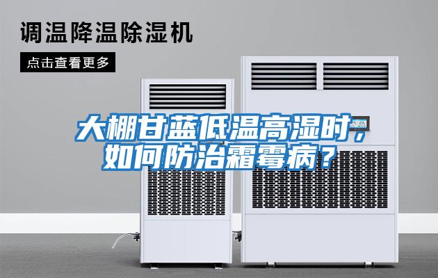 大棚甘藍低溫高濕時(shí)，如何防治霜霉??？
