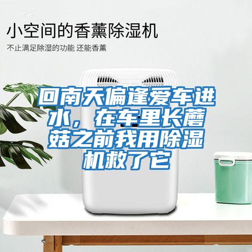 回南天偏逢愛(ài)車(chē)進(jìn)水，在車(chē)里長(cháng)蘑菇之前我用除濕機救了它